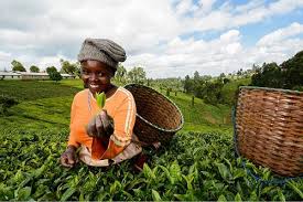 Agricultrice souriante cueillant des feuilles de thé dans une plantation, un panier en osier à ses côtés